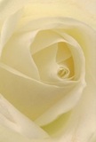 Nestled as if within the creamy heart of a white rose, this image invites you to lose yourself in the soft embrace of petals that spiral inward, each one catching the morning glow that spills across Brondesbury. The stunning layers, from the nearly translucent outer edges to the lush core, seem to whisper of hope and reverence, embodying the peace found on quiet walks through the area's leafy residential streets. There's a luminous serenity in the interplay between ivory and gentle shadow, a subtle drama that imparts both depth and tranquility. With every fold sculpted so precisely, you sense the meticulous craft of a devoted local florist, shaping beauty to honor both sorrow and celebration. The suggestion of fragrance is delicate but unmistakable-a fresh, lingering sweetness that settles in the soul as much as the air. This rose, perfect for expressing sympathy or marking a new chapter, speaks not only through its pure visual form but through the care and artistry behind it-a reflection of the tender moments that Florist Brondesbury helps create across the community.